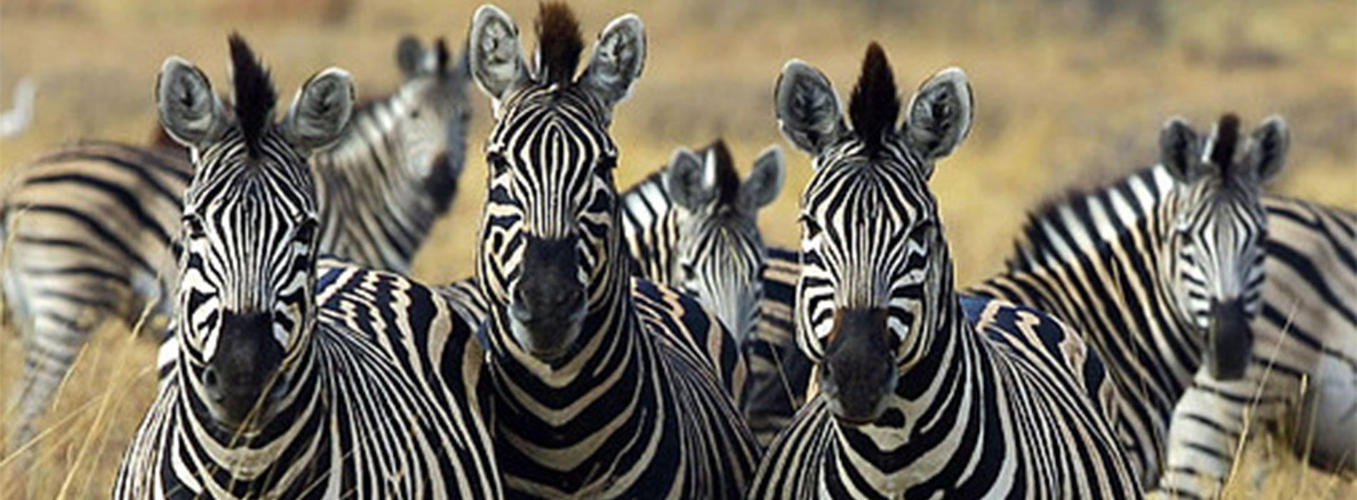 ff470d 7916de46bab74118aaf00a2f0b1dbaa8mv3