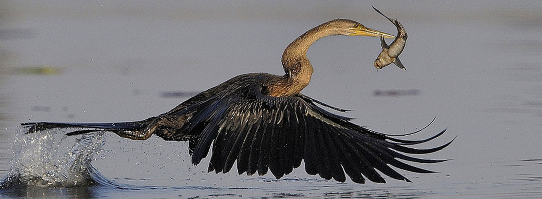 ff470d ff7a5a7417e04036a4ade90217dcfbbemv3